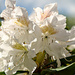 Rhododendron from my mother's garden by elisasaeter
