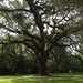 Live oak by congaree