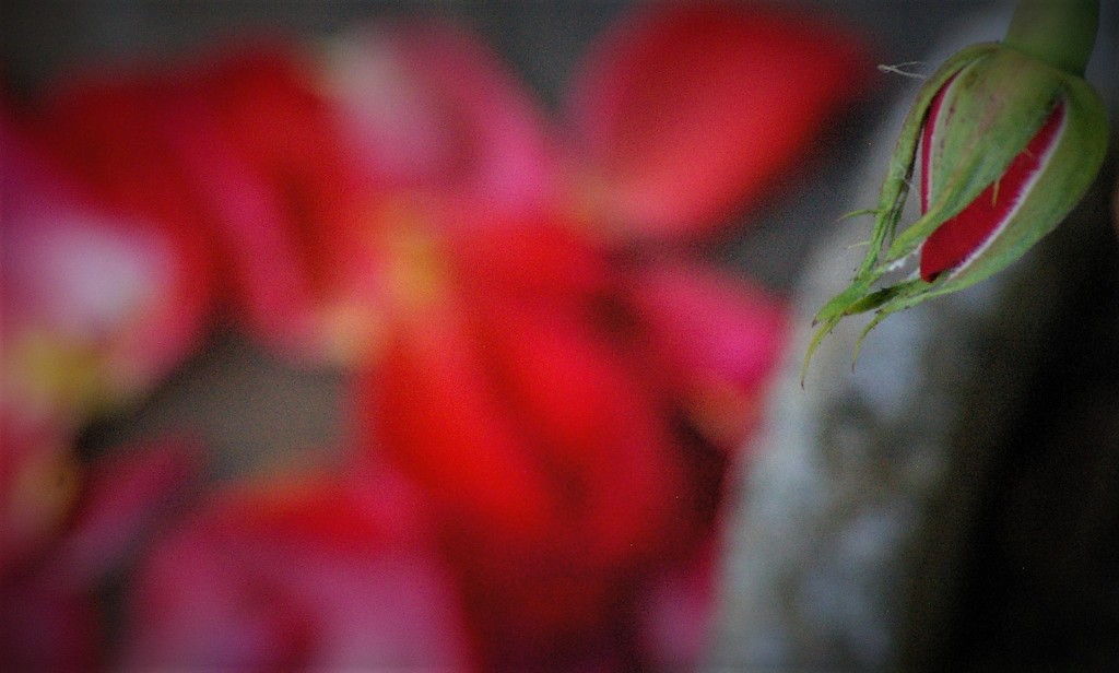 Fallen Petals and Bud (Or "This is What Awaits You!!" by 30pics4jackiesdiamond