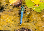 13th Jun 2017 - Dragonfly Blue Closeup
