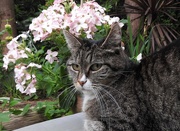 10th Jun 2017 - DSCN2142 (2)  cat in the garden