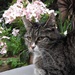 DSCN2142 (2)  cat in the garden by marijbar