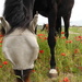 DSCN2652 horses and poppies by marijbar