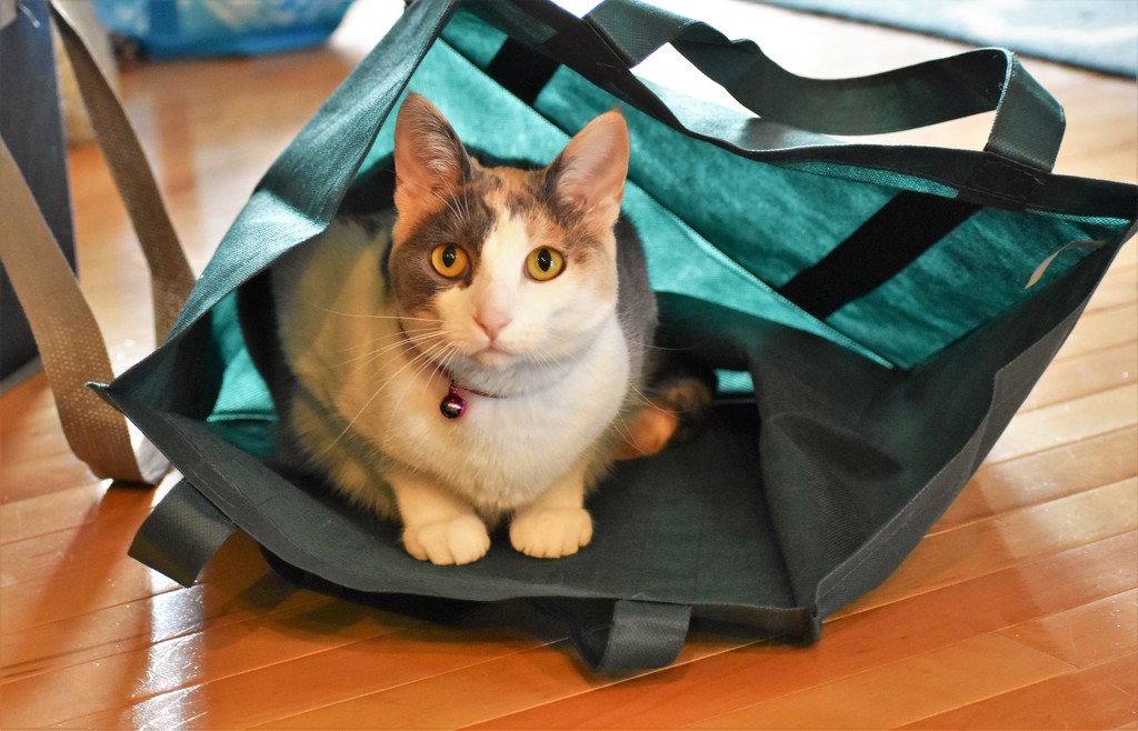 the Cat's in the bag by caitnessa