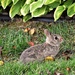 Baby bunny by caitnessa