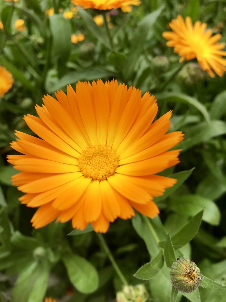 Orange flower 🌺  by emma1231
