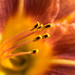 Stamens... by vignouse