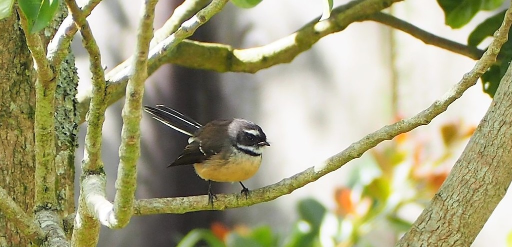 These wee birds are a challenge Fantail NZ Native by Dawn