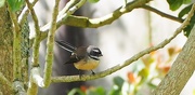 15th Jun 2017 - These wee birds are a challenge Fantail NZ Native