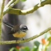 These wee birds are a challenge Fantail NZ Native by Dawn