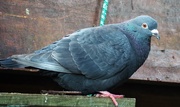 13th Jun 2017 - One of our pigeons