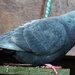 One of our pigeons by Dawn