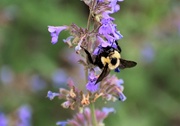 13th Jun 2017 - Bumble Bee