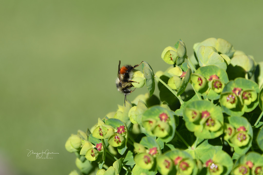 ~Bee~ by crowfan