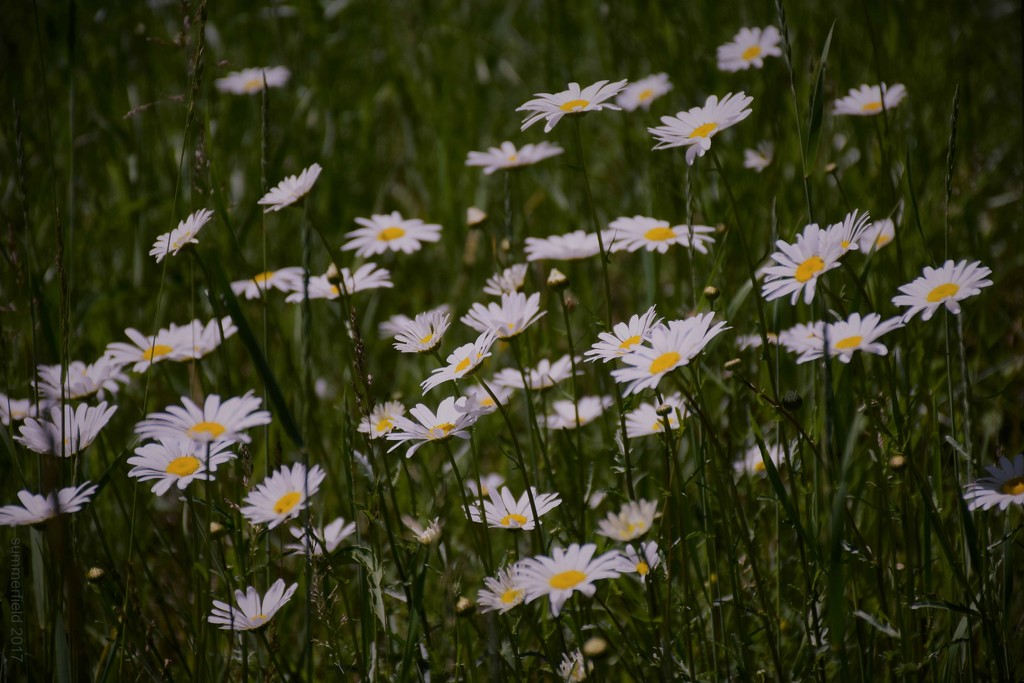 wildflower by summerfield