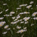 wildflower by summerfield