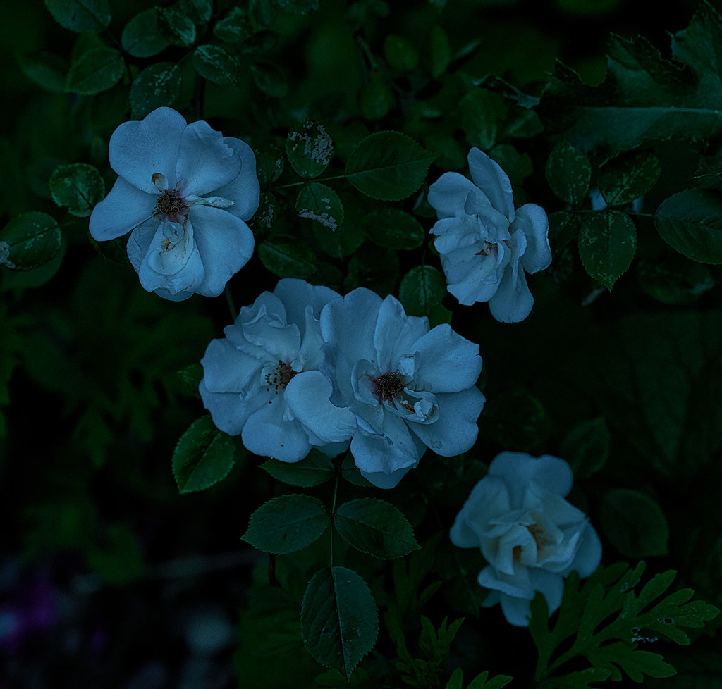 Blue Hour Roses by gardencat