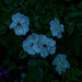 Blue Hour Roses by gardencat