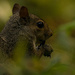 Squirrel Munching Out! by rickster549