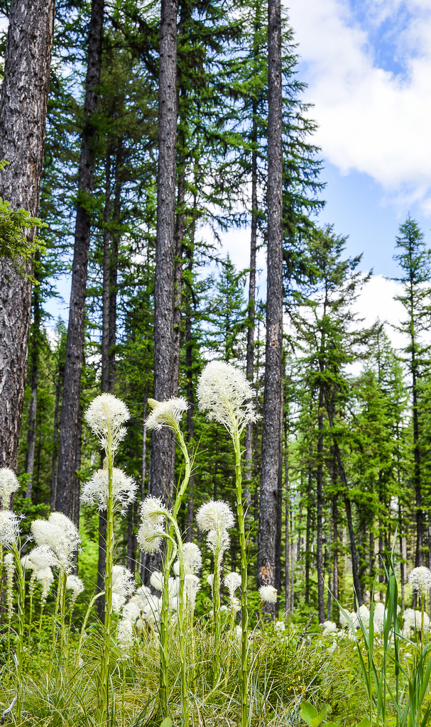 Beargrass by 365karly1