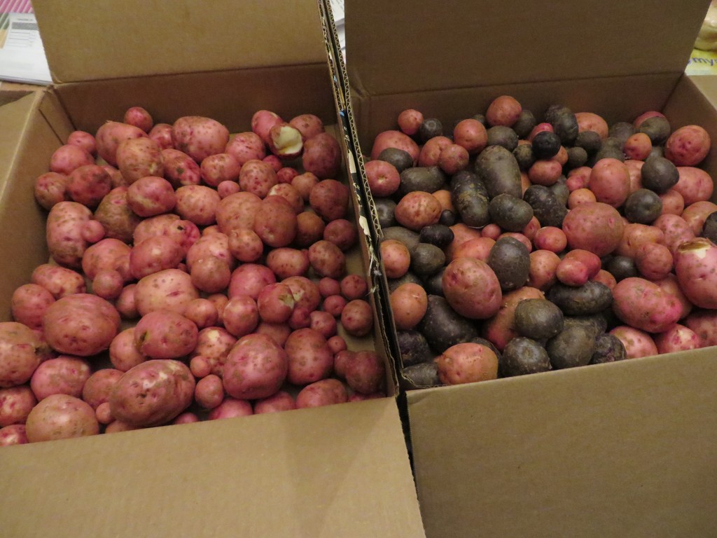 potato harvest by margonaut