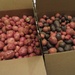potato harvest by margonaut
