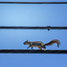 Challenging Life of the Urban Squirrel by jaybutterfield