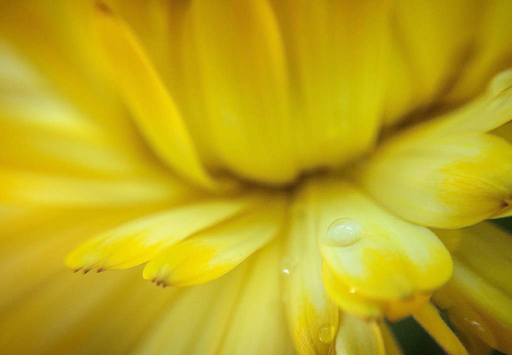 Yellow  by abhijit