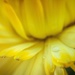 Yellow  by abhijit