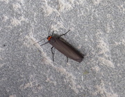 15th Jun 2017 - Moths of Wales 6. Red necked footman