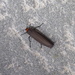 Moths of Wales 6. Red necked footman by steveandkerry