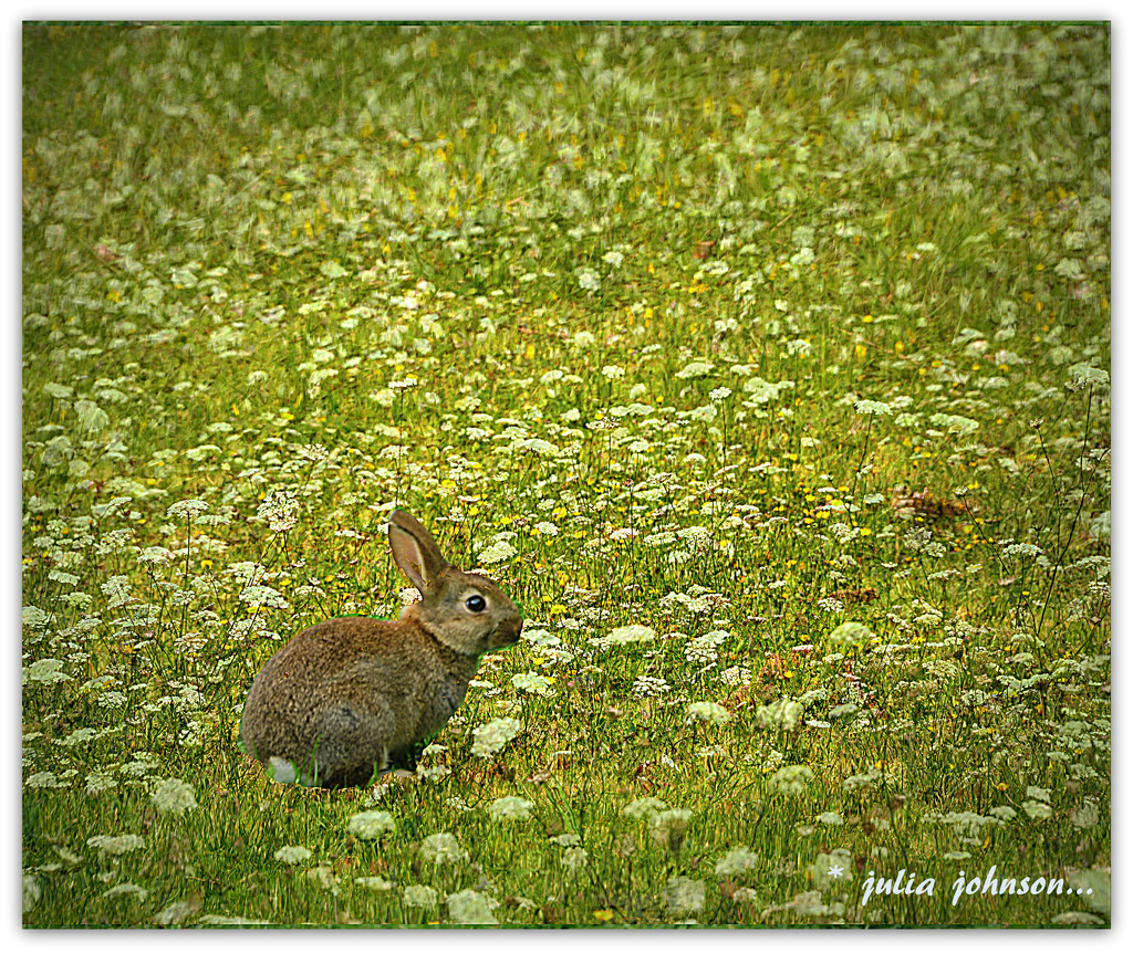 Peter Rabbit... by julzmaioro