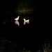 Little white ducks ... by dkbarnett
