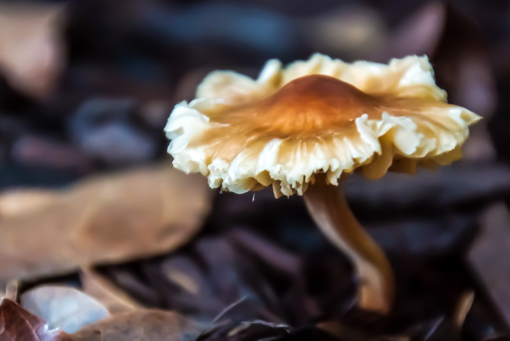 Mushrooms by danette
