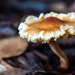 Mushrooms by danette