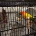 Parrot burglar (like a cat burglar, but with feathers) by alia_801