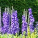 Delphiniums by foxes37