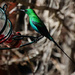 Malachite Sunbird by salza