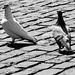 pigeons by ianmetcalfe