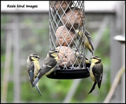 15th Jun 2017 - The young blue tits seem to be doing alright