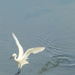 In focus ripples, out of focus YELLOW feet!!! by 30pics4jackiesdiamond
