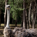 Ostrich by leonbuys83