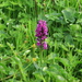 Northern Marsh Orchid by lifeat60degrees