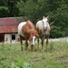 Hello Horses by julie
