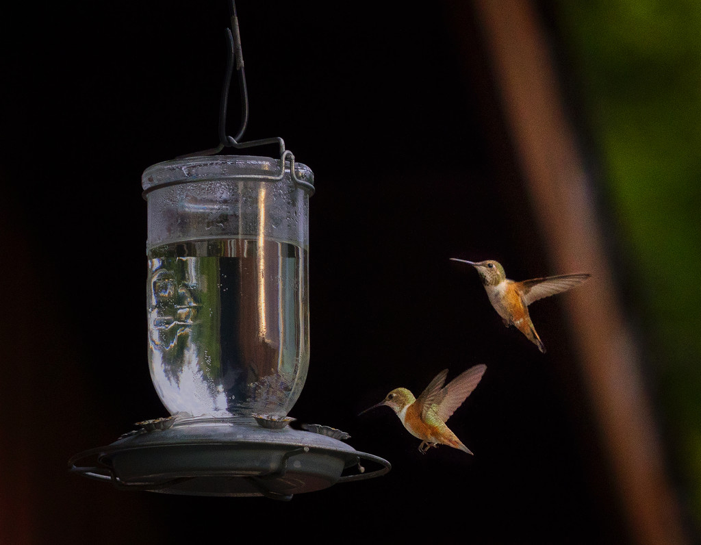 Two Hummers At the Feeder by jgpittenger