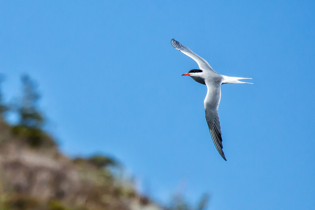 Arctic Tern by pamknowler