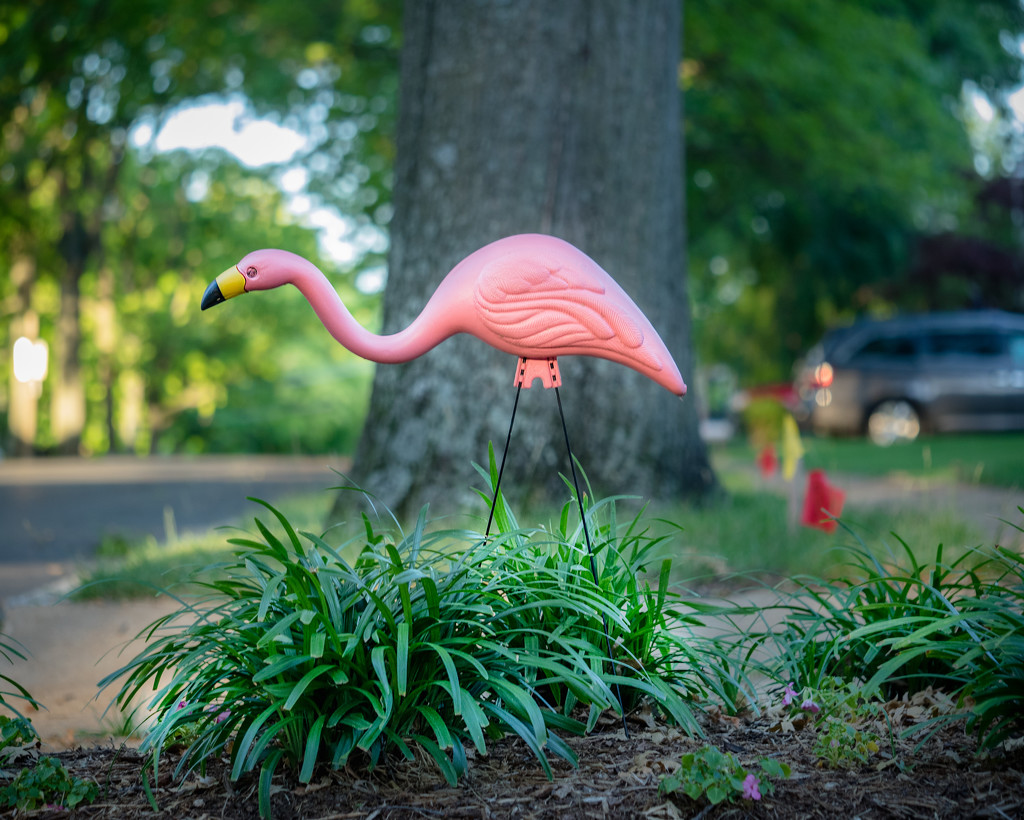 Stalking the Plastic Flamingo by rosiekerr