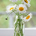 A bunch of wild daisies! by fayefaye