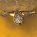 Turtle Looking for Handouts! by rickster549