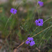 Texas Wildflowers by loweygrace
